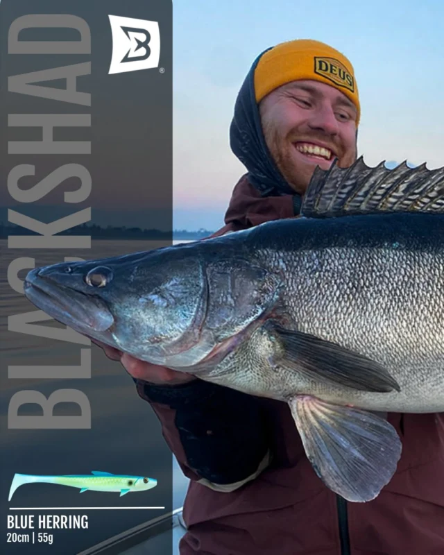 Giant Zander Alert 😲🐉

Clear Italian water, low temperatures.
Last cast of the day..
👉🏼 BlackShad ‘Blue Herring’ made the difference.

#blackbayfishing #blackshad #zanderfishing #fishinginitaly