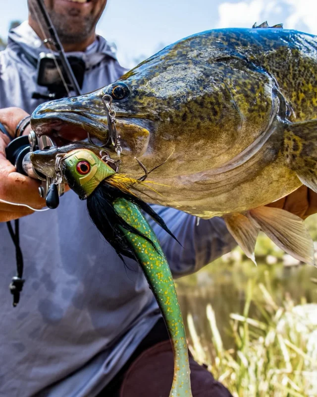 The BlackBug Beetle travelling well ✈️

Cod from Australia showing that this lure works for more than just pike 🔥

#blackbayfishing #blackbugbeetle #codfishing #fishinginaustralia #fishinglures