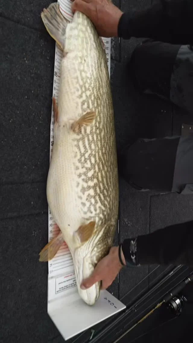 Lake Annecy 🇫🇷 

This isn’t the kind of water that gives away its fish easily. Clear, deep and unforgiving at times.

This pike was one of the rewards. A moment from the full episode, now live on @tonyspower YouTube channel 🎥

👉🏼 The BlackShad Agone 28cm proved its value here, an alpine pattern built for exactly these conditions.

#blackbayfishing #bigpike #predatorfishing #blackshad #fishingfrance