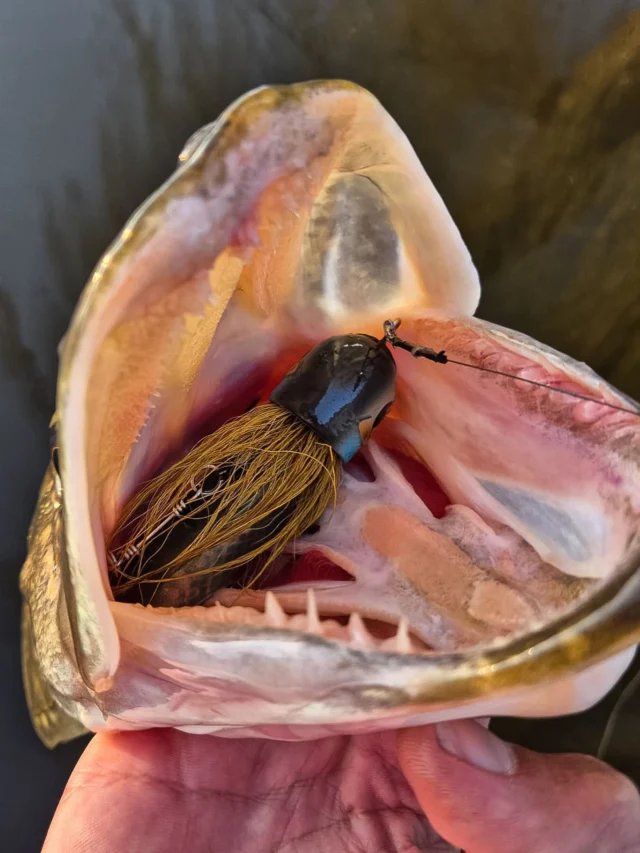 Fully committed, Beetle Jr getting crushed 🤯

📸 @bjorn_predatorfishing 

#blackbayfishing #beetlejr #pikeattack #predatorlures #fishinggear