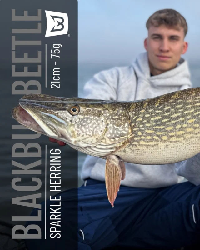 A structured setup. A real result 👏🏼

Rio with a pike taken on the Beetle + Rooster Tail combination, a system designed for adaptability and movement control.

Even without the lure in frame, the result speaks for itself 🔥

👉🏼 BlackBug Beetle ‘Sparkle Herring’ 💎

# pikefishing #predatorfishing #blackbayfishing #hechtangeln #fishinggear