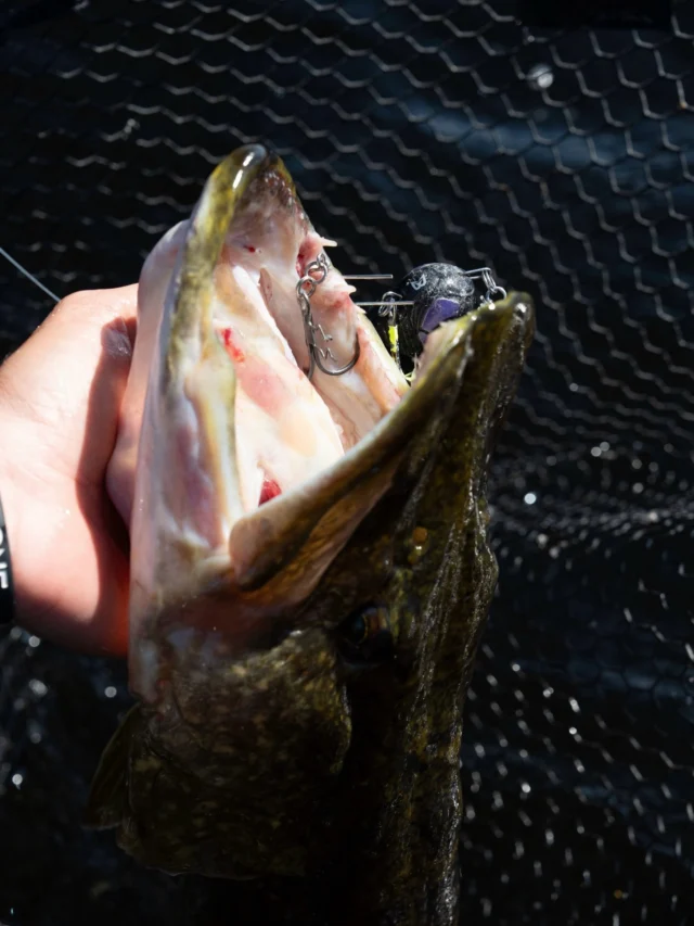 Making a small adjustment to the BlackBug Beetle 🪝

Switching from the Spear-21 to the Assist Spear-21 SS for one key reason: better positioning.
The assist setup keeps the hook exactly where it should be, improving stability and hook-up efficiency.

📸 @vanjac_ph 

#blackbugbeetle #pikefishing #bkkhooks #lurefishing #blackbayfishing