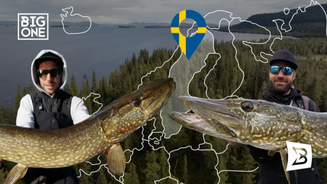 Bye France, hello Sweden 🇸🇪

A new lake, new conditions and starting from zero again. Nik and Tony hit the water, searching, adapting and slowly unlocking the pattern 🐊 Big thanks to Wild Lake Lodge for putting them on the right water. Watch episode 3 now on the @tonyspower channel ▶️

#blackbayfishing #bigoneoutdoor #pikefishing #fishingvideo #wildlakelodge