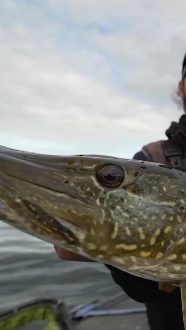 Missed the latest Sweden vlog? 🇸🇪🐊
Here’s a little preview of Nik catching a meter pike on the BlackShad in Tench 🔥

The full episode is now live on @tonyspower YouTube channel￼ 🎥

#blackbayfishing #pikefishing #swedenfishing #predatorfishing #fishingreels