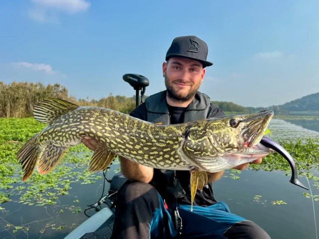 Spring fishing isn’t about constant action, it’s about reading the water right 🔎
Lily pads create perfect hiding spots and this pike was sitting exactly where it should be 💥

👉🏼 BlackBug Beetle | Galaxy Roach

#blackbayfishing #predatorfishing #blackbugbeetle #pikefishing