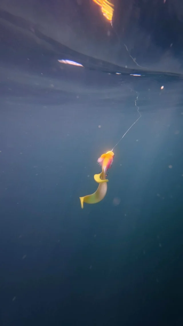 Underwater, the details matter 🔎

The Albino BlackBug Beetle combined with the Rooster Tail S produces a rolling action and extra flash that stands out in the water column. A combination built to get noticed.

🎥 Watch it come alive below the surface.

#blackbayfishing #blackbugbeetle #pikefishing #fishinglures #predatorfishing