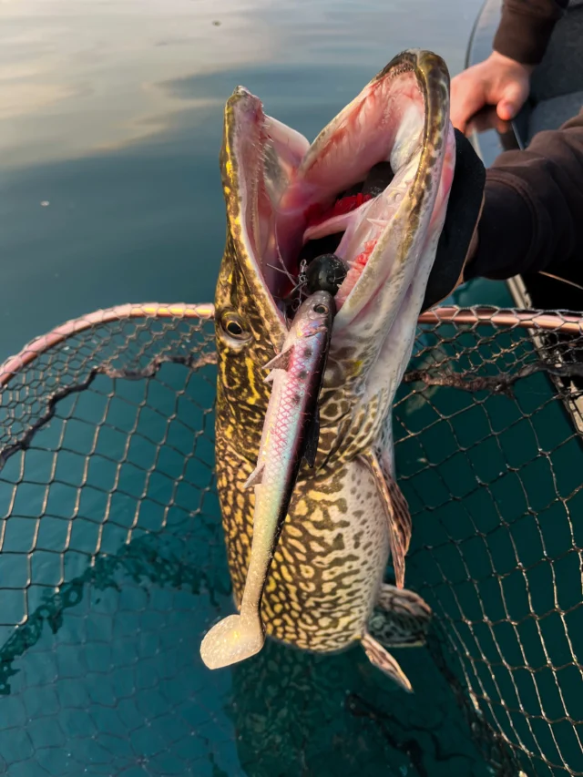 Italian waters, alpine clarity and a pike that tells the whole story 🐊
The BlackShad Agone was made for moments like this.. 

Born in the alps, tested on giants 🟣💎⚪️

#blackbayfishing #blackshadagone #italianpike #fishingdaily