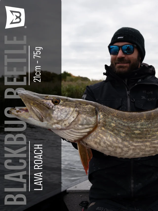 Pike on the BlackBug Beetle in Lava Roach 🔥

Big fish, handled with care and released to swim again. That’s what it’s about.

#blackbayfishing #pikefishing #catchandrelease #blackbugbeetle #fishingdaily