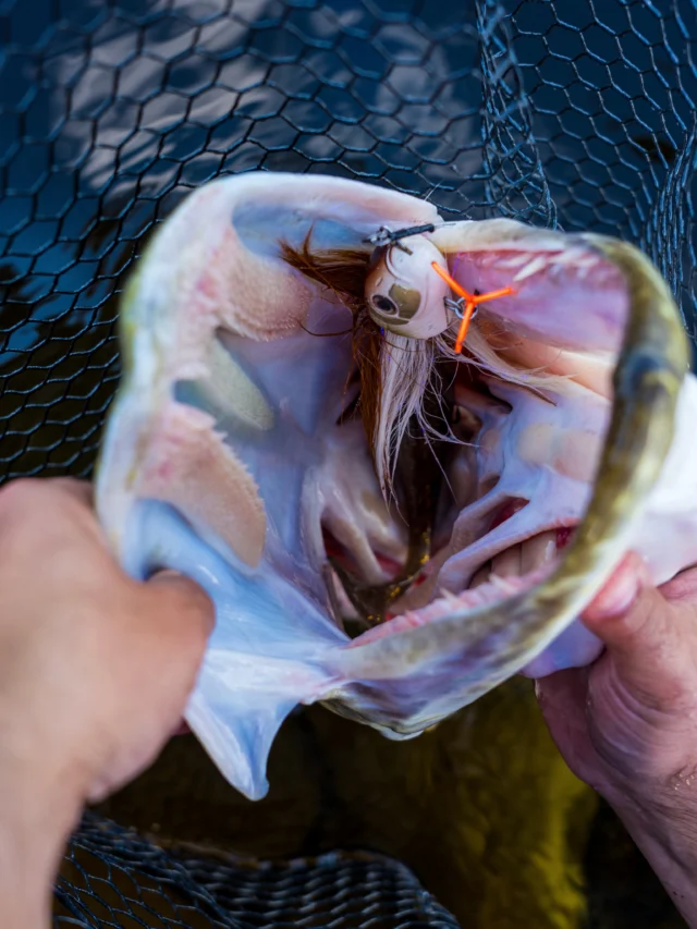 No doubts, no hesitation 🤯

The Beetle in color ‘Chub’ disappeared completely. That’s exactly the kind of take you hope for 🔥🐊

#blackbayfishing #beetle #pikefishing #esox #lurefishing
