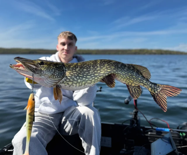 Rio x BlackShad = pike 🐊🎣
Simple as that.

👉🏼 BlackShad ‘Natural Perch’ 
👉🏼 @bkkinternational Chain-21 

#blackbayfishing #blackshad #pikefishing