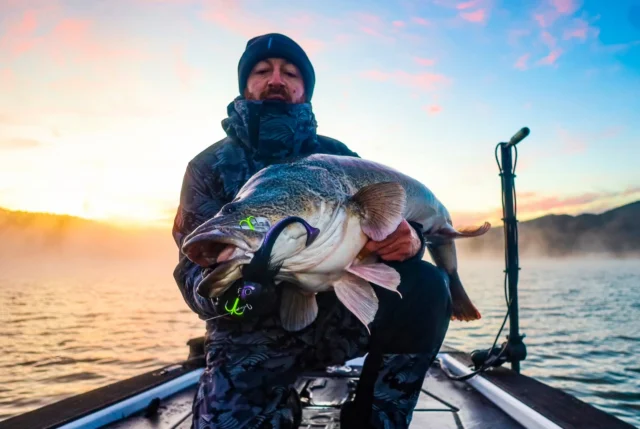 Galaxy Roach goes Down Under 🇦🇺
The BlackBug Beetle keeps surprising us. Different continent, different species, same aggressive strike 💥 
Safe to say the Australian cod is a fan of the Galaxy Roach too.

#blackbayfishing #blackbugbeetle #fishinglures #fishinginaustralia